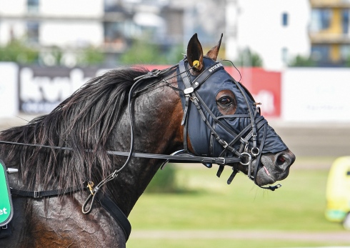Stoletheshow årsdebuterar på Solvalla på onsdag. Foto: Malin Albinsson, TR Bild 
